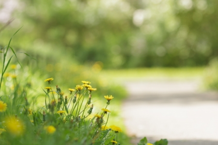 walkway in the suburb street, focus on grass with dandelionsの写真素材