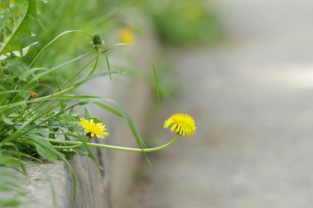 walkway in the suburb street, focus on grass with dandelionsの写真素材