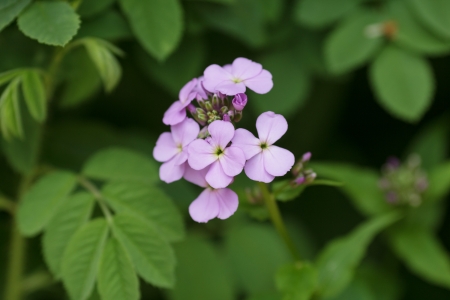 purple phlox flower blooming, close up photoの写真素材