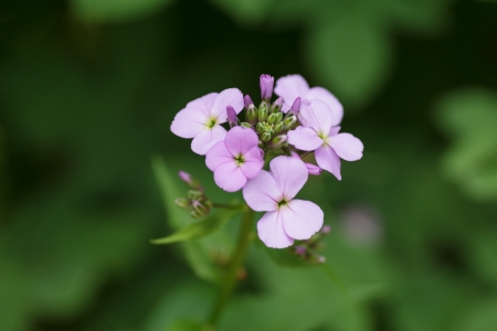 purple phlox flower blooming, close up photoの写真素材