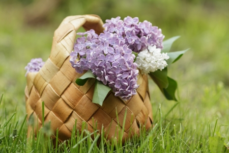 lilac flowers in birchbark basket on grass, selective focusの写真素材
