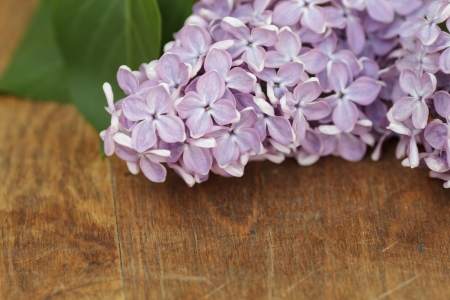 fresh lilac flowers on table, selective focusの写真素材