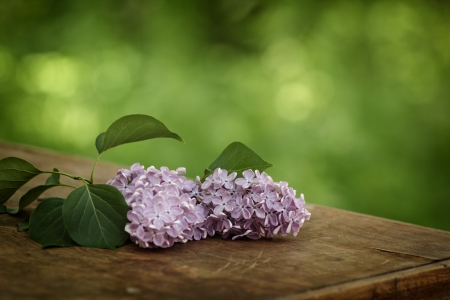 fresh lilac flowers on table, selective focusの写真素材