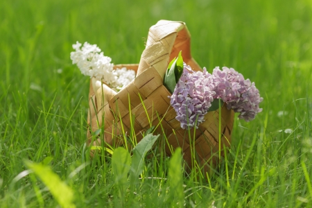 lilac flowers in birchbark basket on grass, selective focusの写真素材