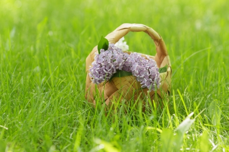 lilac flowers in birchbark basket on grass, selective focusの写真素材