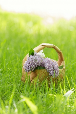 lilac flowers in birchbark basket on grass, selective focusの写真素材