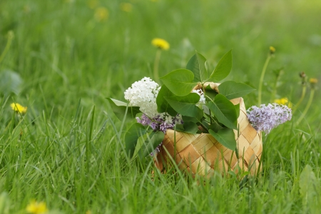 lilac flowers in birchbark basket on grass, selective focusの写真素材