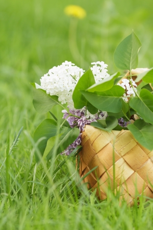 lilac flowers in birchbark basket on grass, selective focusの写真素材