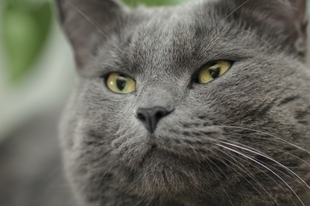 close portrait of serious british shorthair cat, indoorsの写真素材
