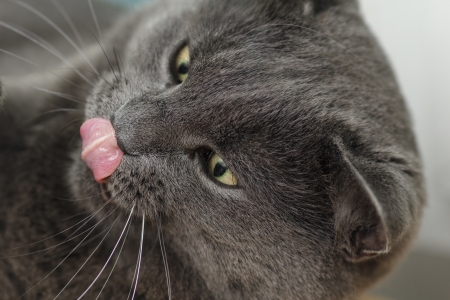 close portrait of british shorthair cat licks his lips, indoorsの写真素材