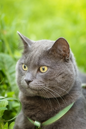 portrait of young british cat siting in grass, sunlightの写真素材