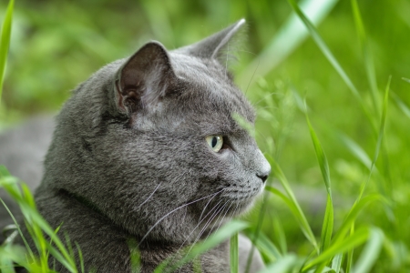 portrait of young british cat siting in grass, sunlightの写真素材
