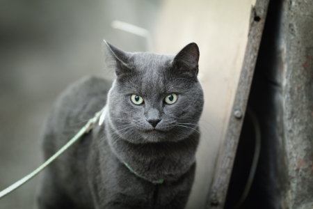 young british cat walking towards camera, shallow depth of fieldの写真素材