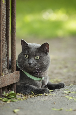 portrait of young british cat siting on walkway, verticalの写真素材