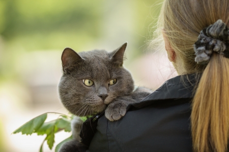british cat on shoulder view from the backの写真素材