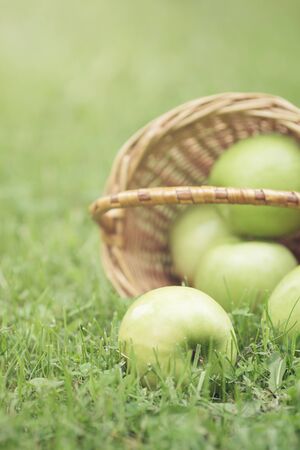 wicker basket full of green apples, on fresh grassの写真素材