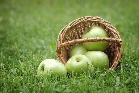 wicker basket full of green apples, on fresh grassの写真素材