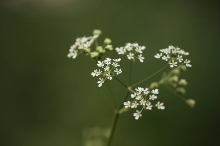 meadow wild flower blooming, toned photo