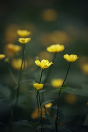 paigle flowers on the meadow, toned photoの写真素材