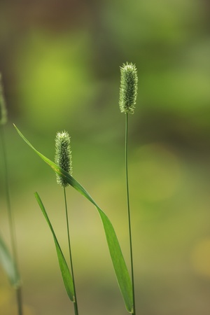 meadow wild flower blooming, toned photoの写真素材