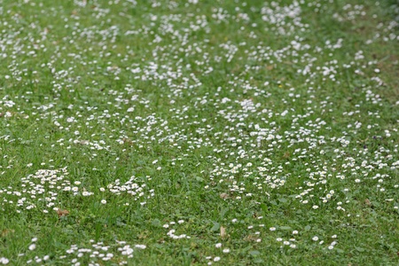 daisy meadow, shallow depth of fieldの写真素材