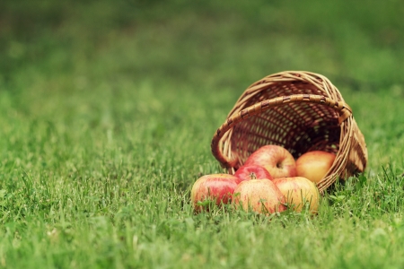 wicker basket full of gala apples, on fresh grassの写真素材