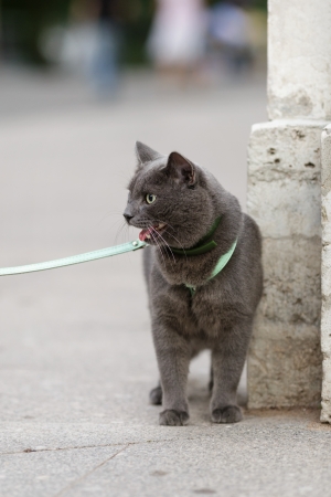young british cat tired, shallow depth of fieldの写真素材