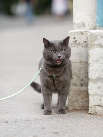 young british cat tired, shallow depth of fieldの写真素材