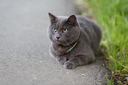 young british cat tired, shallow depth of fieldの写真素材