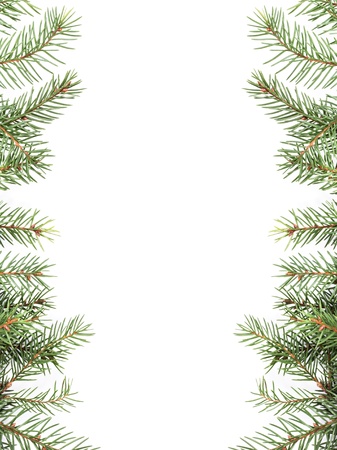 christmas tree twig composition, with white copy spaceの写真素材