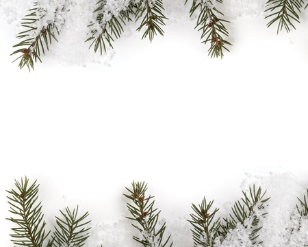 christmas tree twig composition, with white copy spaceの写真素材