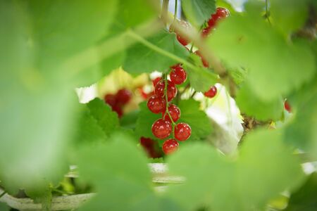 fresh organic redcurrant on bush, close up