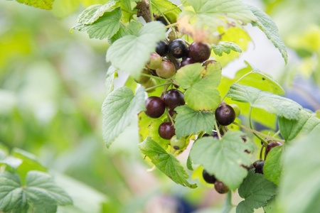 fresh organic blackcurrant on bush, close upの写真素材