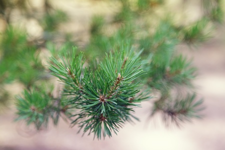 close up photo of pine branch, evening sunlightの写真素材