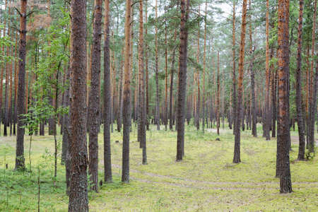 summertime in tranquil pine forest, evening sunlightの写真素材