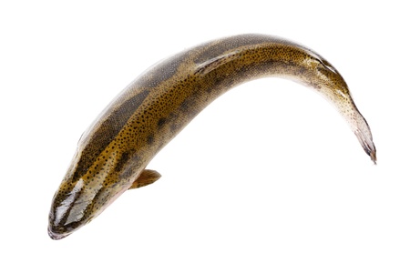 fresh whole trout, isolated on white backgroundの写真素材