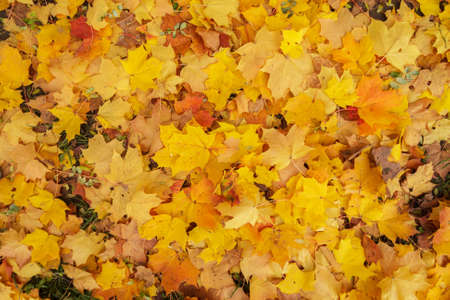 different autumn leaves, multicolored background autumn themeの写真素材