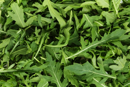 fresh arugula, background from fresh green leavesの写真素材