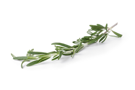 fresh rosemary branch, isolated on white backgroundの写真素材