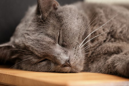 british shorthair cat sleep on wood table, close up portraitの写真素材