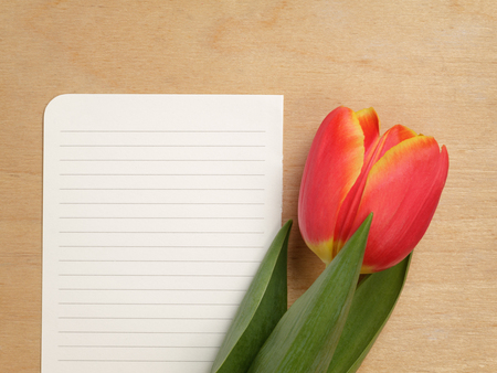 tulip with blank paper note with space for textの写真素材