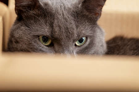 british shorthair cat in the box, pretty looking