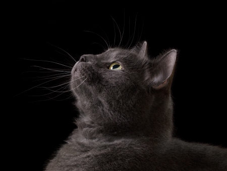 british shorthair cat looking into darkness, isolated on blackの写真素材