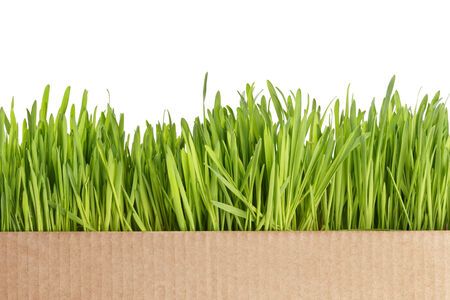 fresh oat sprouts border in box, isolated on whiteの写真素材