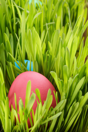 easter eggs hiden in grass, close up shotの写真素材