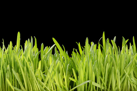 fresh oat sprouts with water drops border, black backgroundの写真素材