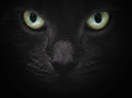 close up portrait of serious british shorhair cat, with tough lookの写真素材