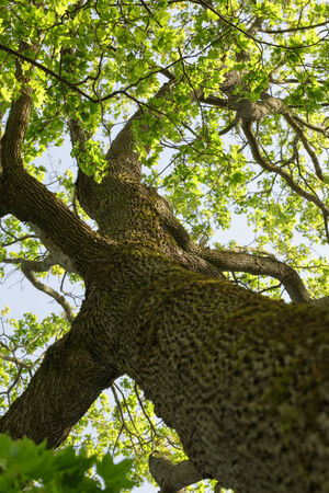 low angle photo of maple tree in spring, sunny