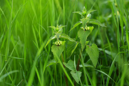 nettle hiding in the grass, close up photoの写真素材