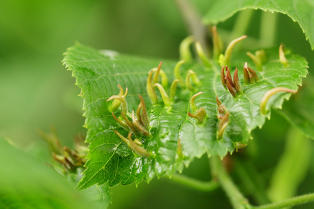 galls on linden leaves, insect micro parasites
